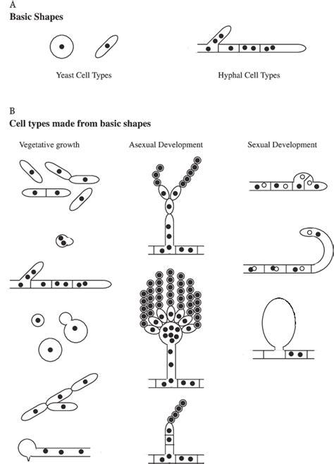 1 Cell Types In Fungi A The Basic Shapes Of Fungal Cells
