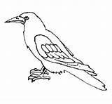 Cuervo Corbeau Corvo Crow Wrona Colorier Kolorowanka Dibujado Dzika Druku Stampare Acolore Uccelli Aves Wrony sketch template