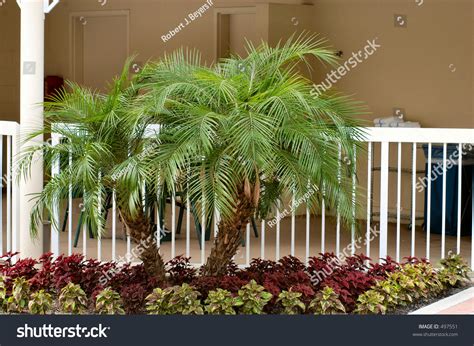 mini palm trees stock photo  shutterstock