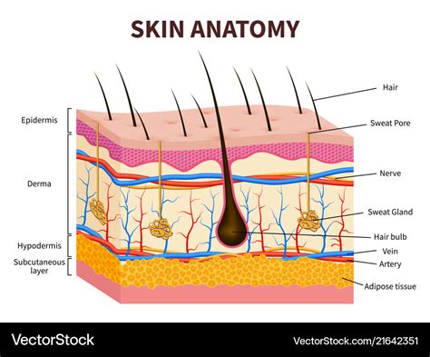 human skin layered epidermis  hair follicle vector image