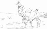 Llama Llamas Lamy Coloriage Lamas Dibujar Fortnite Pastwisku Imprimer Dessin Supercoloring Colorir Colorier Bokser Mamydzieci Imprimir Guanacos Kolorowanki Druku Ausmalbilder sketch template