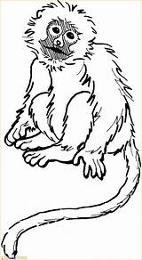 Monyet Mewarnai Squirrel Monkeys Bestcoloringpagesforkids Colorare Marimewarnai Library Getdrawings Tk Paud Designlooter Coloringme sketch template