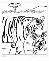 Tiger Cub Lion Tigers Ausmalen Carrying Cat Erwachsene Malerei Zeichnungen Galery Tigerbabys sketch template