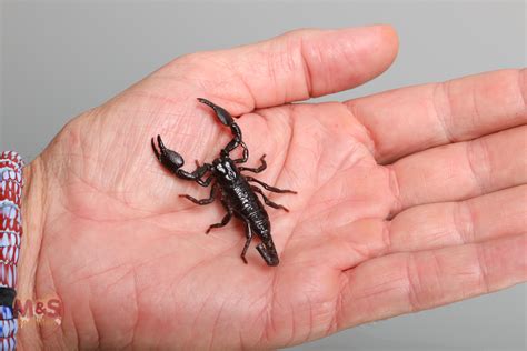 afrikanischer riesen skorpion small medium nz pandinus