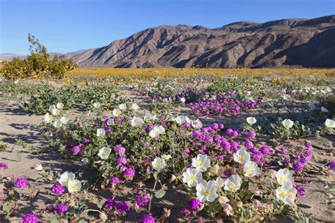 california desert  exploding  wildflowers california