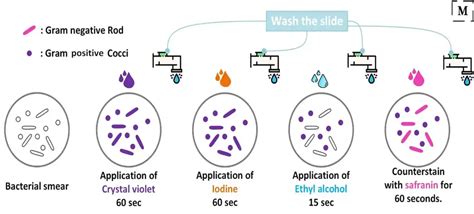 Gram Staining Principle Procedure And Results Gram Staining