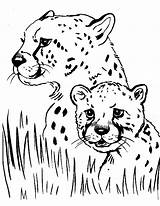 Coloring Wild Pages Animal Kids Cheetahs sketch template