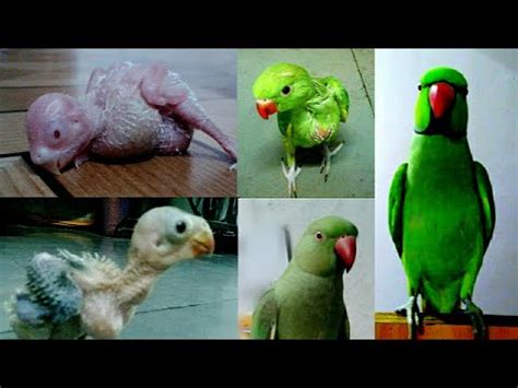 indian ringneck parrot growth day  day youtube
