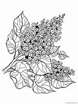 Lilac Coloring4free 2021 Coloring Nature Flowers Pages Flower Printable Related sketch template