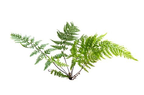 fern leaf leaves isolated  transparent background png file  png