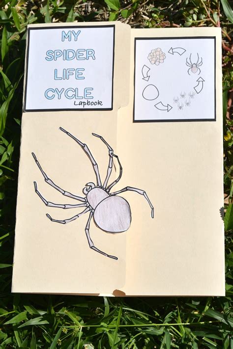 life cycle   spider printables  activity mom