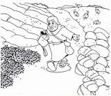 Coloring Parable Sower Pages Seed Soil El Sembrador Para Scattering La Printable Into Bible Rock Sketch Places Color Que Kids sketch template