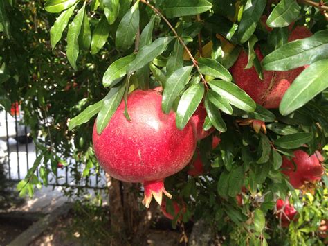 grow  pomegranate tree  arizona tifany galvan