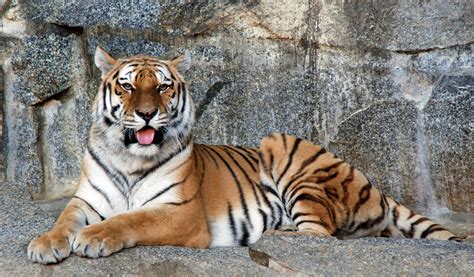 sibirischer tiger liegend foto bild tiere natur bilder auf