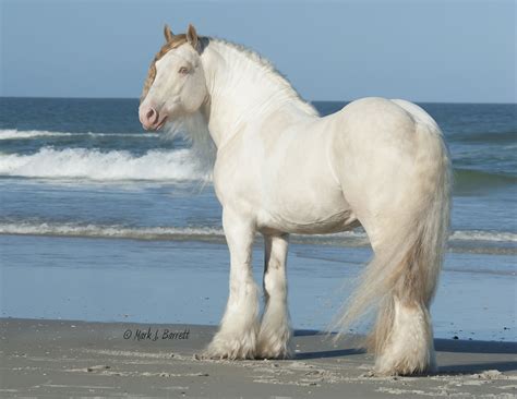 oye  hechos ocultos sobre buckskin tobiano gypsy vanner gypsy dance ranch home  silver