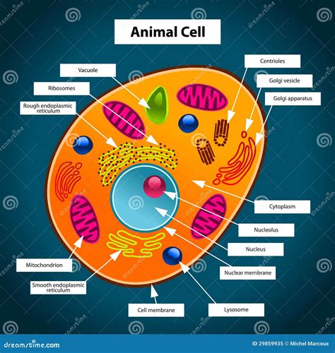 animal cell royalty  stock photo image