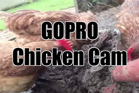 Gopro Chicken Cam Hens Catching Worms Digging With A Fork Youtube