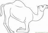 Camel Coloring Pages Kneeling Coloringpages101 Color sketch template