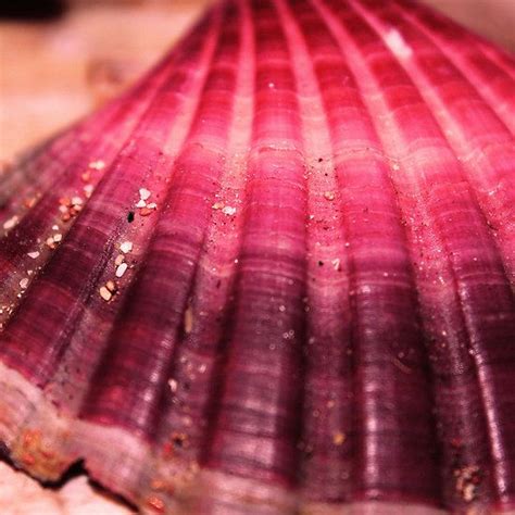 precious pink shells pink shell shells pink