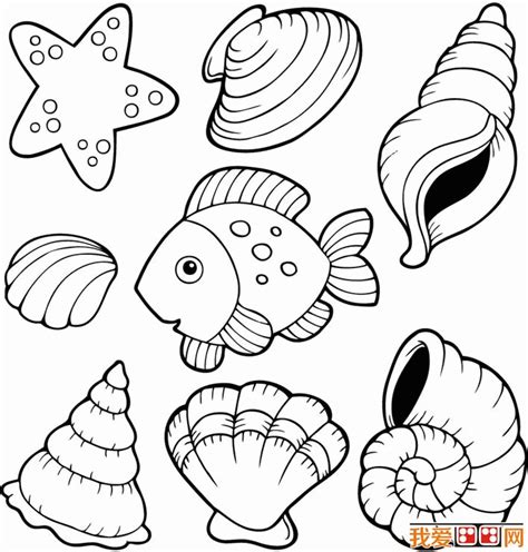pages  assorted sea shells coloring pages