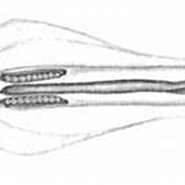 Afbeeldingsresultaten voor "eukrohnia Bathyantarctica". Grootte: 185 x 90. Bron: www.dnr.sc.gov