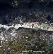 Image result for "scyliorhinus Hesperius". Size: 181 x 185. Source: www.sharksandrays.com