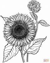 Coloring Sunflower Pages Supercoloring Sonnenblume Sonnenblumen Malvorlagen Blooming Zeichnen Blumen sketch template