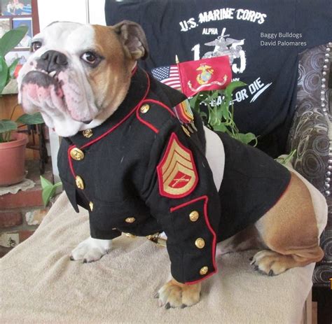 guy   mascot    marine corps   guy