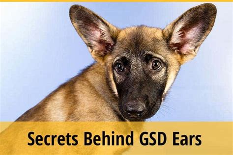 secrets meaning  german shepherds ears body language