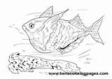 Coloring Pages Hatchet Colouring Fish Template sketch template