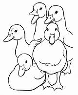 Coloring Ducks Duck Easter Family Pages Quacking Sheet Group Sheets Children sketch template