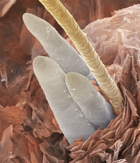 eyelash mite tails sem stock image  science photo library