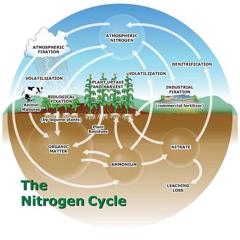 managing plant nutrients nitrogen sources  organic crop production