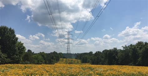 trees  power lines lge