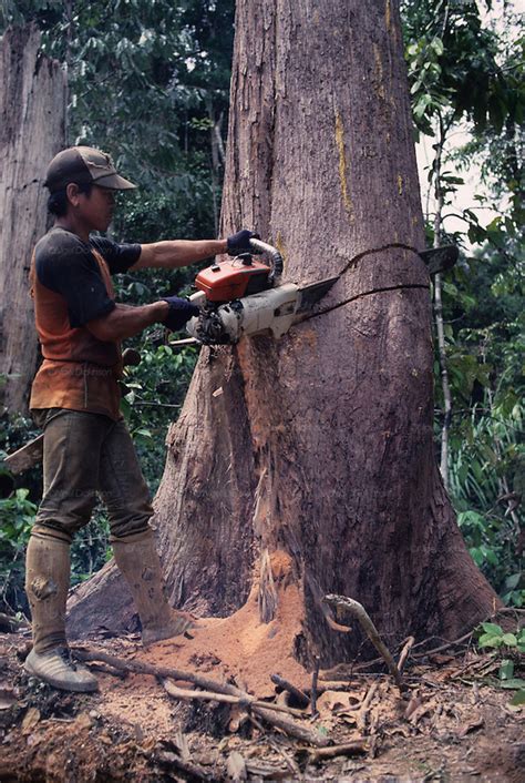 Logging Destruction Of Habitat Tropical Rainforest Malaysia Sarawak