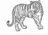Tiger Coloring Pages Tigers Drawing Tooth Printable Outline Kids Realistic Color Mandala Saber Print Cartoon Detroit Book Cute Animal Popular sketch template