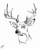 Deer Drawing Head Coloring Easy Pages Elk Buck Whitetail Step Color Drawings Draw Tail Getcolorings Getdrawings Paintingvalley Printable Antlers sketch template