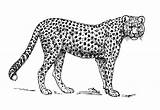 Cheetah Guepardo Kleurplaat Jachtluipaard Malvorlage Leopardo Ausmalbild Imprimir sketch template
