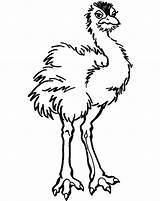 Ostrich Coloring Pages Printable Kids Baby Ostriches Animal Template Bestcoloringpagesforkids Results sketch template