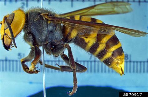 asian giant hornet fact guide department  entomology virginia tech