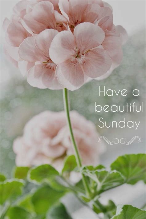 beautiful sunday pictures   images  facebook tumblr pinterest  twitter