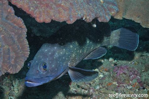 epinephelus coeruleopunctatus whitespotted grouper reeflifesurveycom