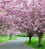 Afbeeldingsresultaten voor Cherry Blossom. Grootte: 92 x 100. Bron: www.artofit.org