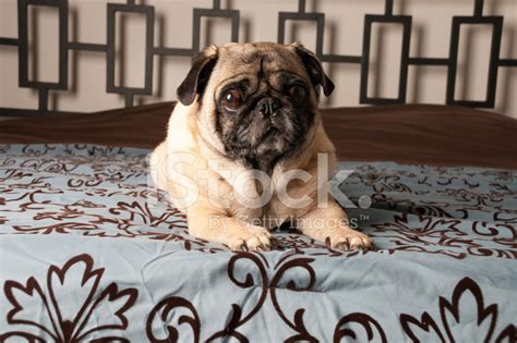 pug  bed stock photo royalty  freeimages