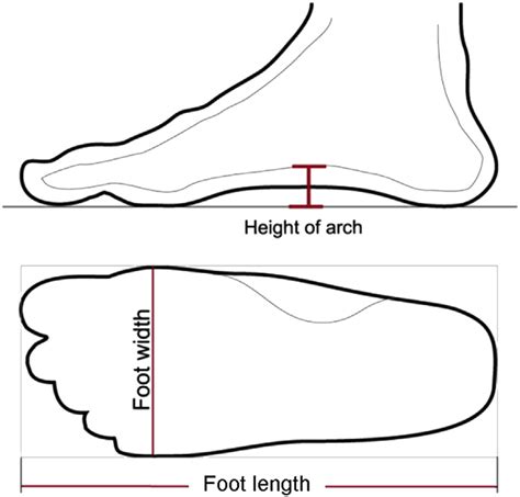 foot dimension measurements   study  scientific diagram