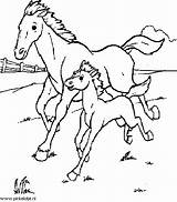 Paard Paarden Veulen Veulentje Veulens Dressuur Plaatjes Dieren Pinkelotje Springen Kleuren Dressuurpaarden Springpaarden Sluiten sketch template