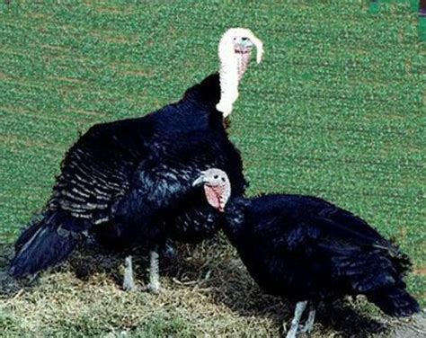 murray mcmurray hatchery black spanish turkeys