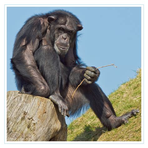 schimpanse foto bild tiere zoo wildpark falknerei schimpanse