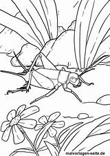 Heuschrecke Malvorlage Ausmalbild Insekten Bildes öffnet Anklicken Durch Malvorlagen sketch template