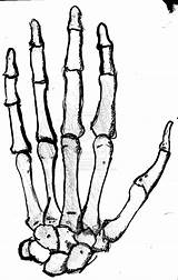 Hand Bone Drawing Skeleton Getdrawings Hands sketch template